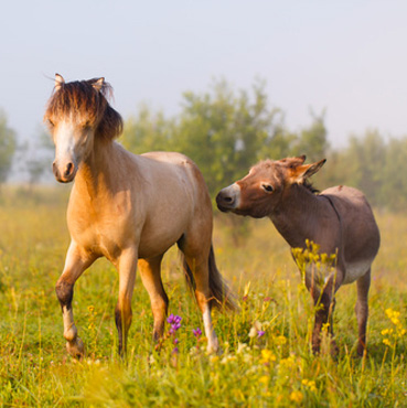 Un âne et un poney dans une prairie