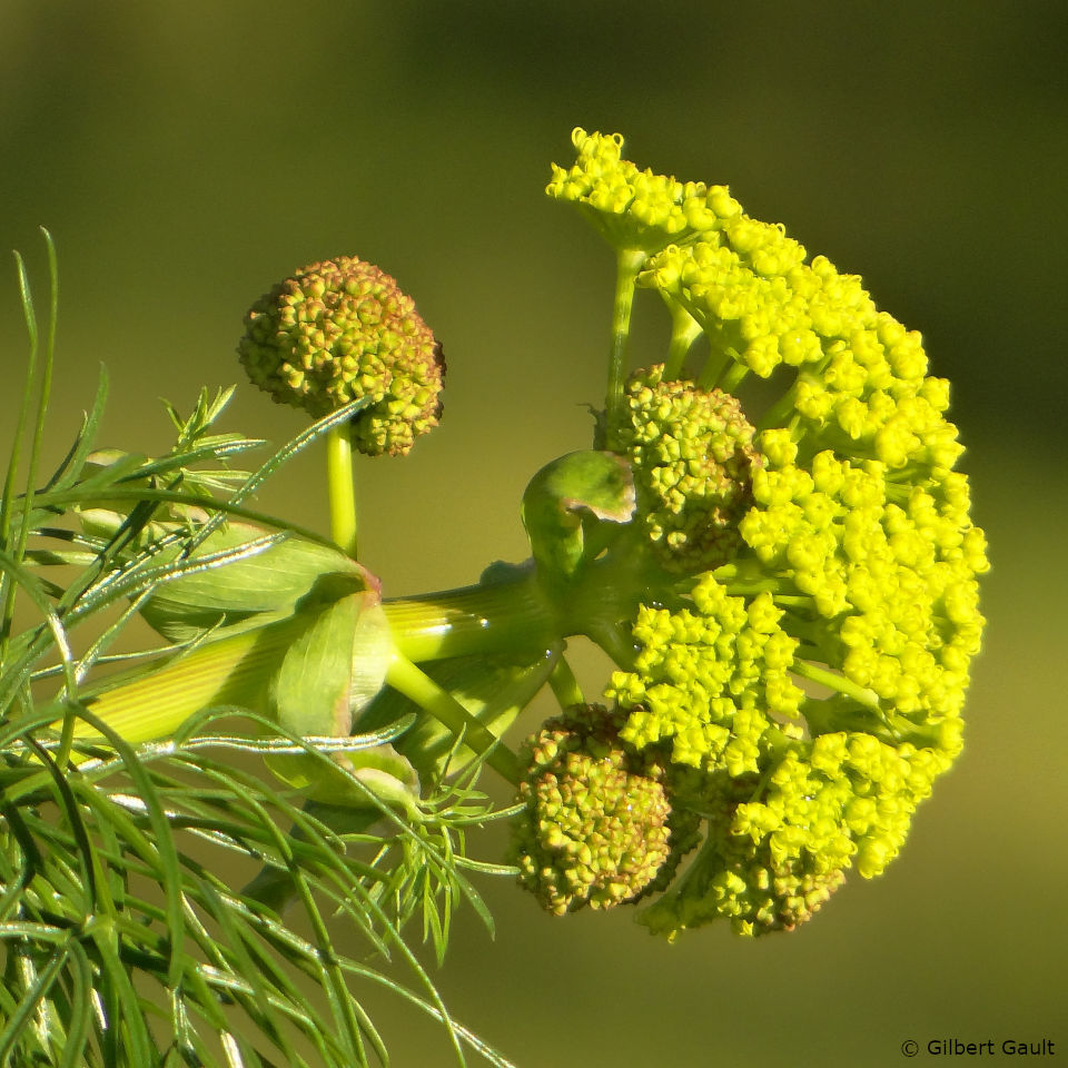 ferule plante toxique pour le cheval