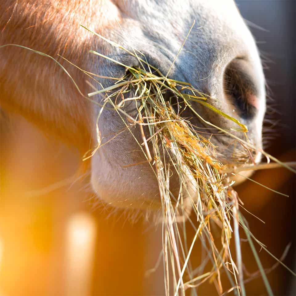 Alimentation vieux cheval