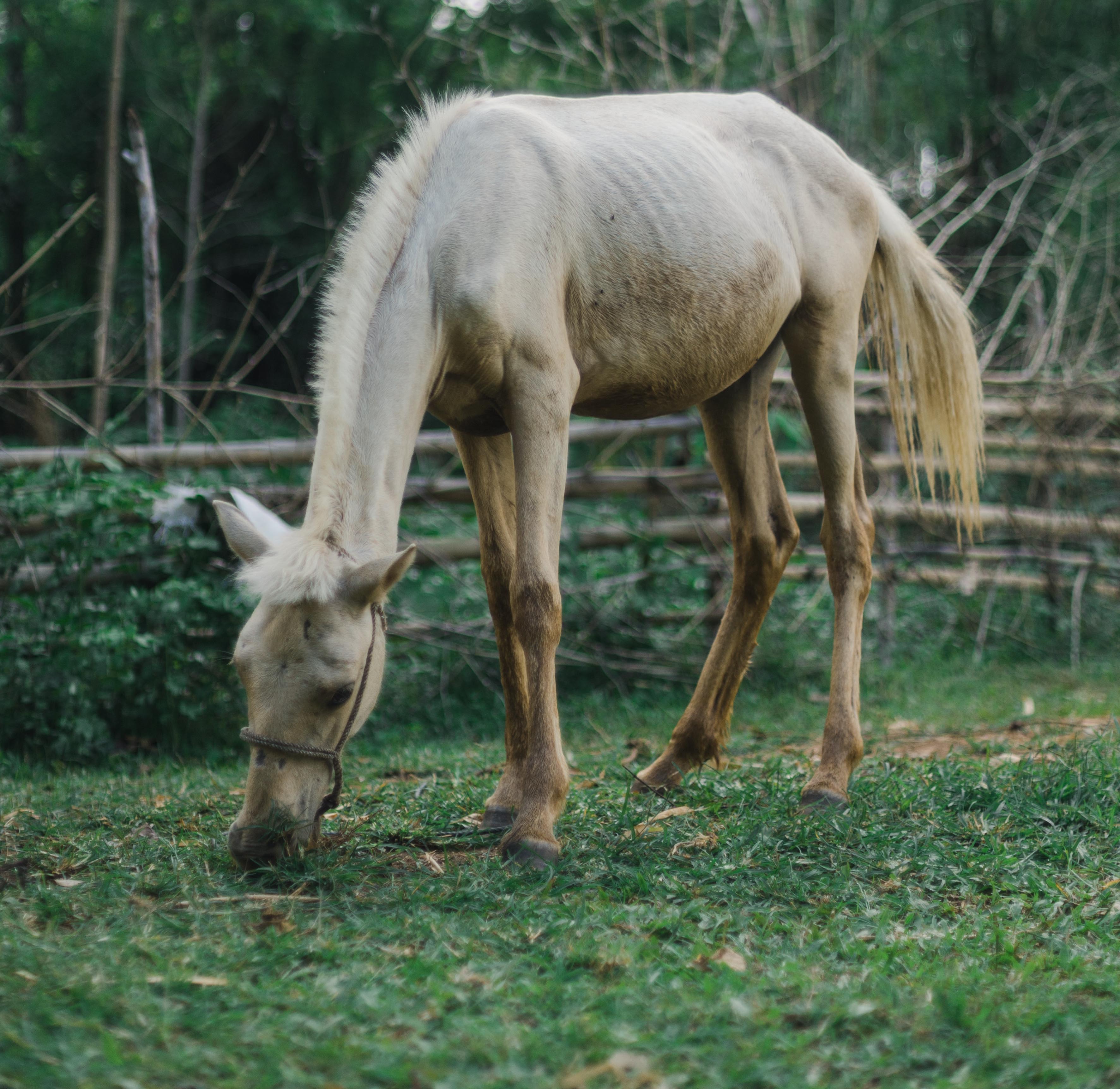 cheval maigre 