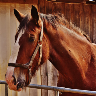 L'arthrose chez le cheval : symptômes, causes et traitements - Reverdy