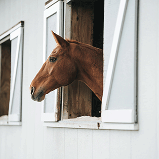 cheval dans un box