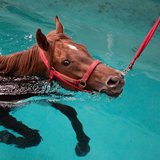 balnéothérapie, cheval dans l'eau