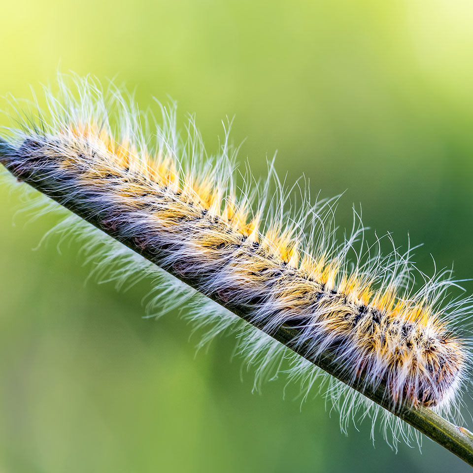 chenille-processionnaire