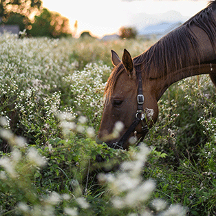 cheval au printemps