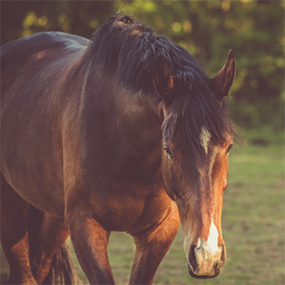 Prévention et traitement de la colique du cheval