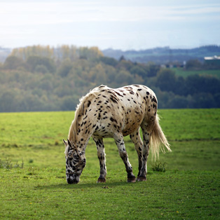 diarrhée cheval