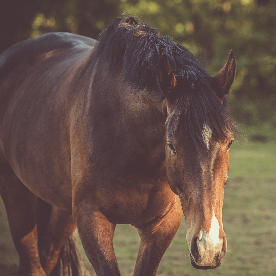 écurie active pour un cheval à la retraite