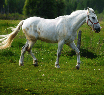 Emphysème chez le cheval causes et remèdes