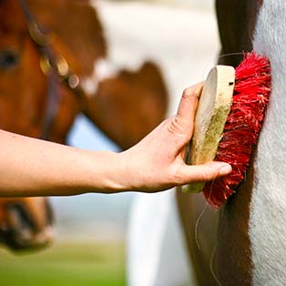 entretien poil et pansage du vieux cheval