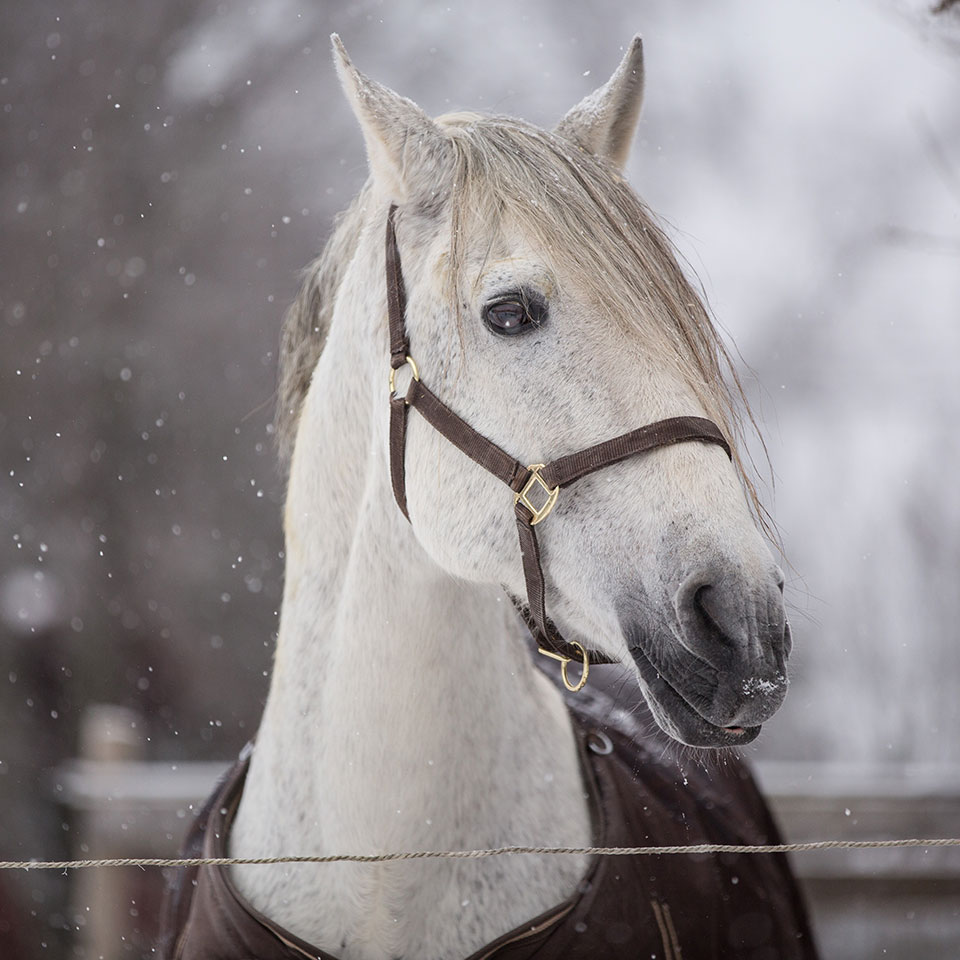 Entretien du cheval en hiver