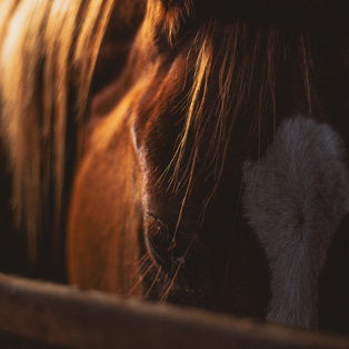 réglementation décès et équarrissage cheval