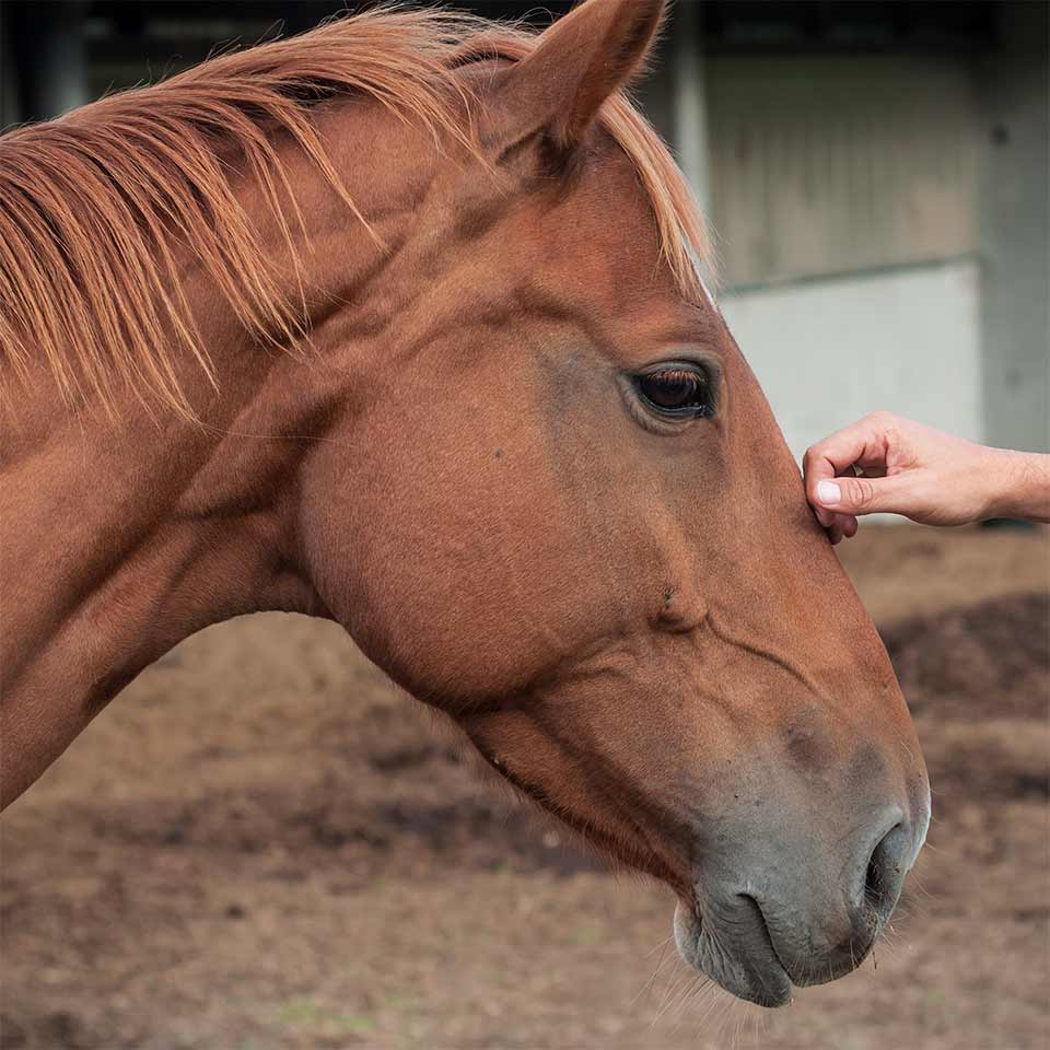 Ethologie du cheval âgé