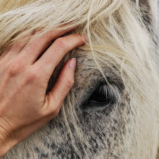 euthanasie cheval