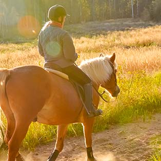 exercice physique vieux cheval