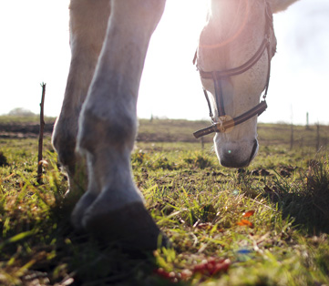 gale de boue cheval