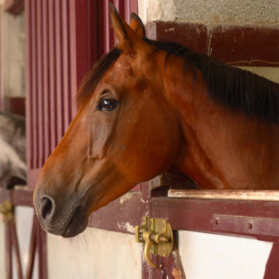 Hébergement vieux cheval