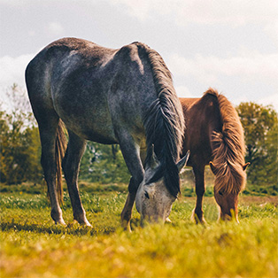 Les maladies courantes des vieux chevaux