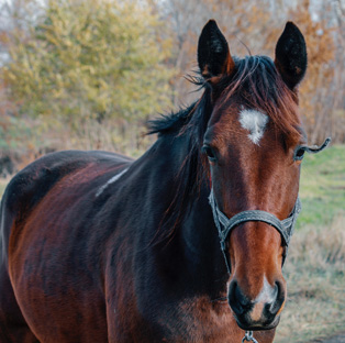 melanome cheval