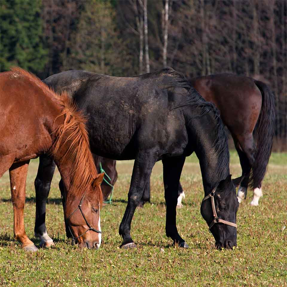 Mise en retraite du cheval