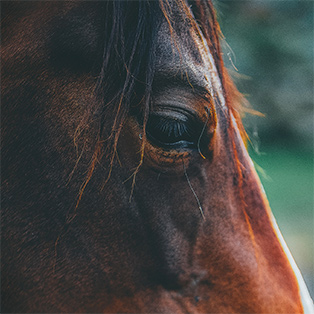 Face à la mort d'un cheval, que faire ?