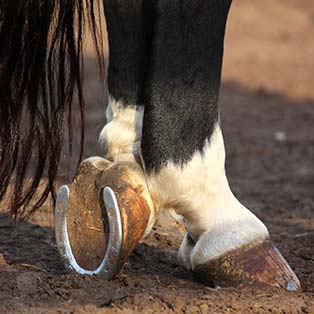 Soignez les pieds de vos vieux chevaux