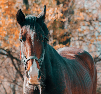 piroplasmose-cheval