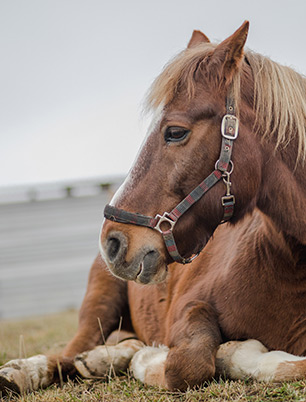 Maladie du cheval