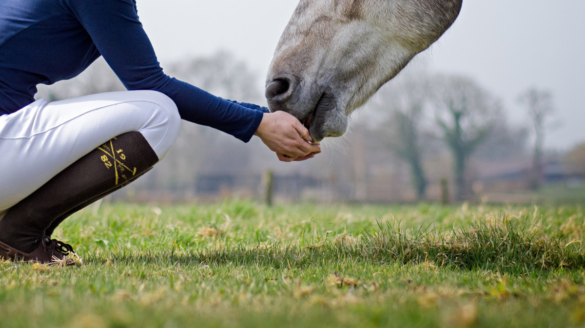 Une cavalière et son cheval