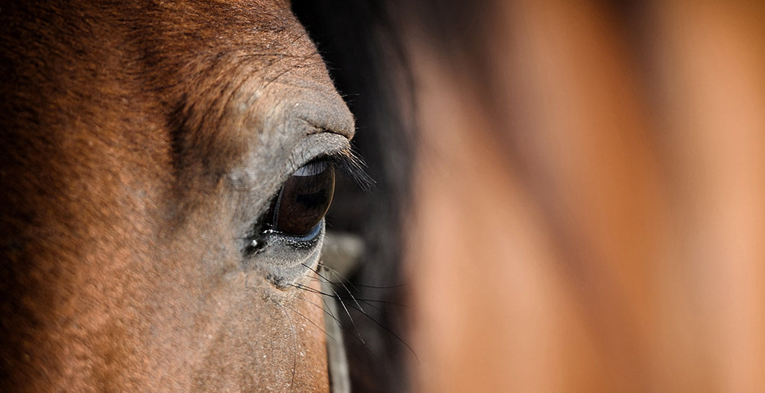 Plan serré sur l'oeil d'un cheval